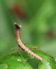 Tarachodinae inconnu
